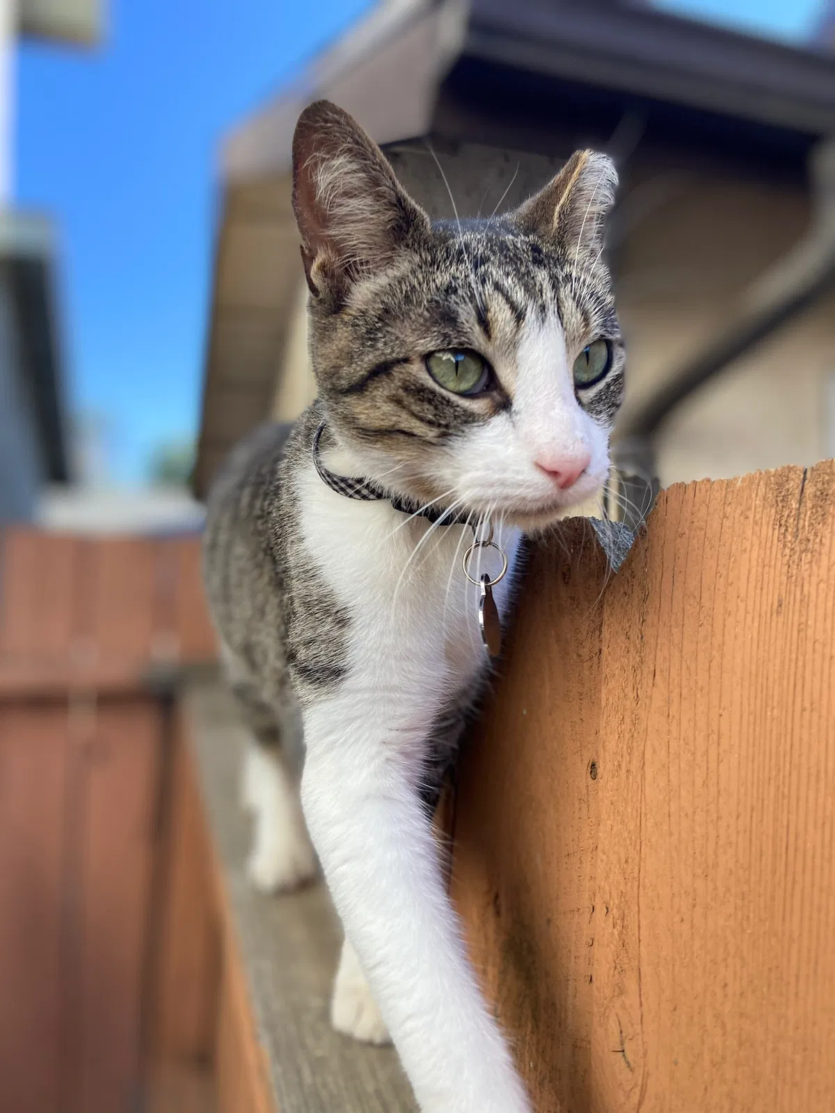 Lost cat in Visalia, CA, 93292