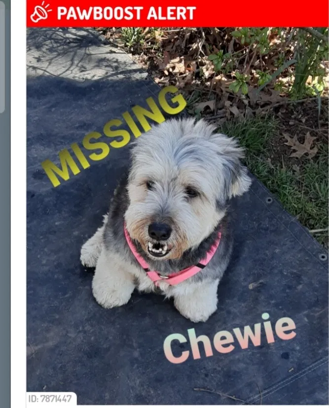 Lost dog in North Little Rock, AR, 72117