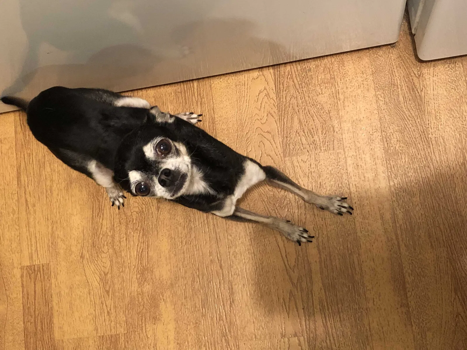 Lost dog in Celina, TX, 75009