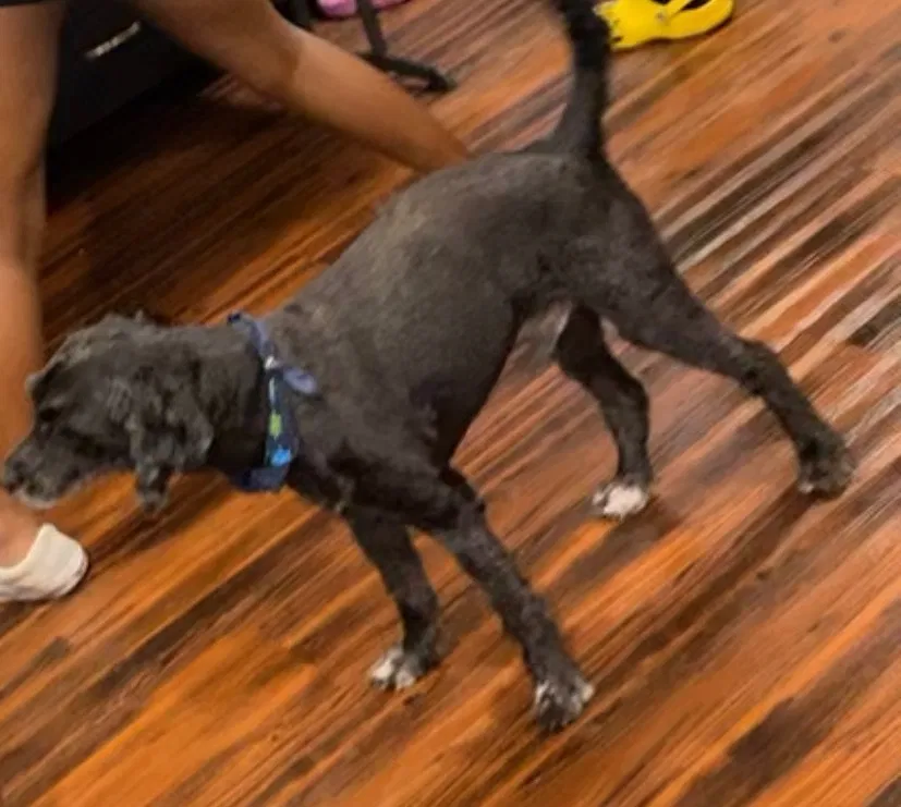 Lost dog in Fort Worth, TX, 76140