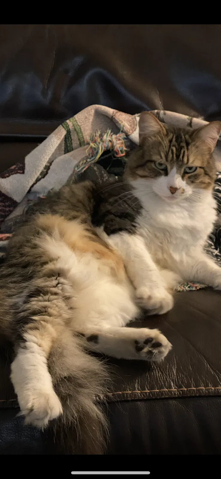 Lost cat in Lutz, FL, 33559