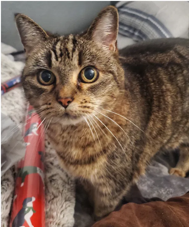 Lost cat in Folsom, CA, 95630