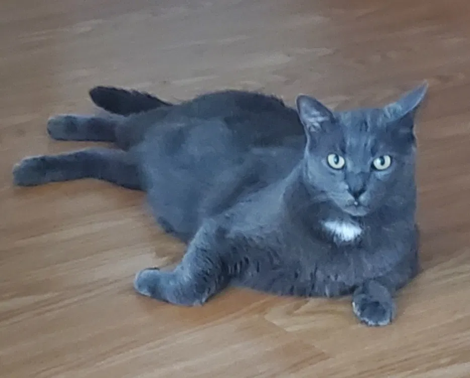 Lost cat in Bronx, NY, 10469