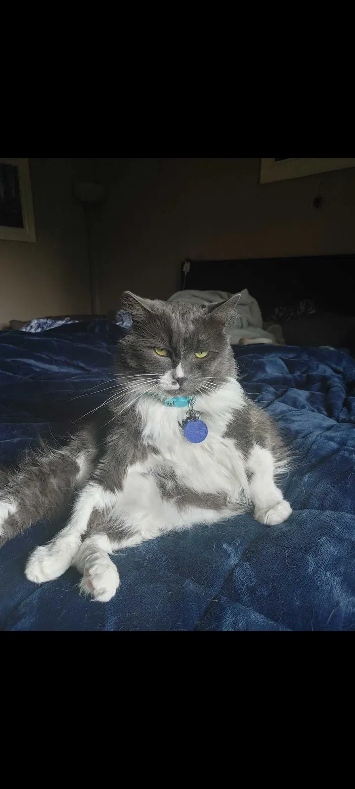 Lost cat in Vancouver, WA, 98662