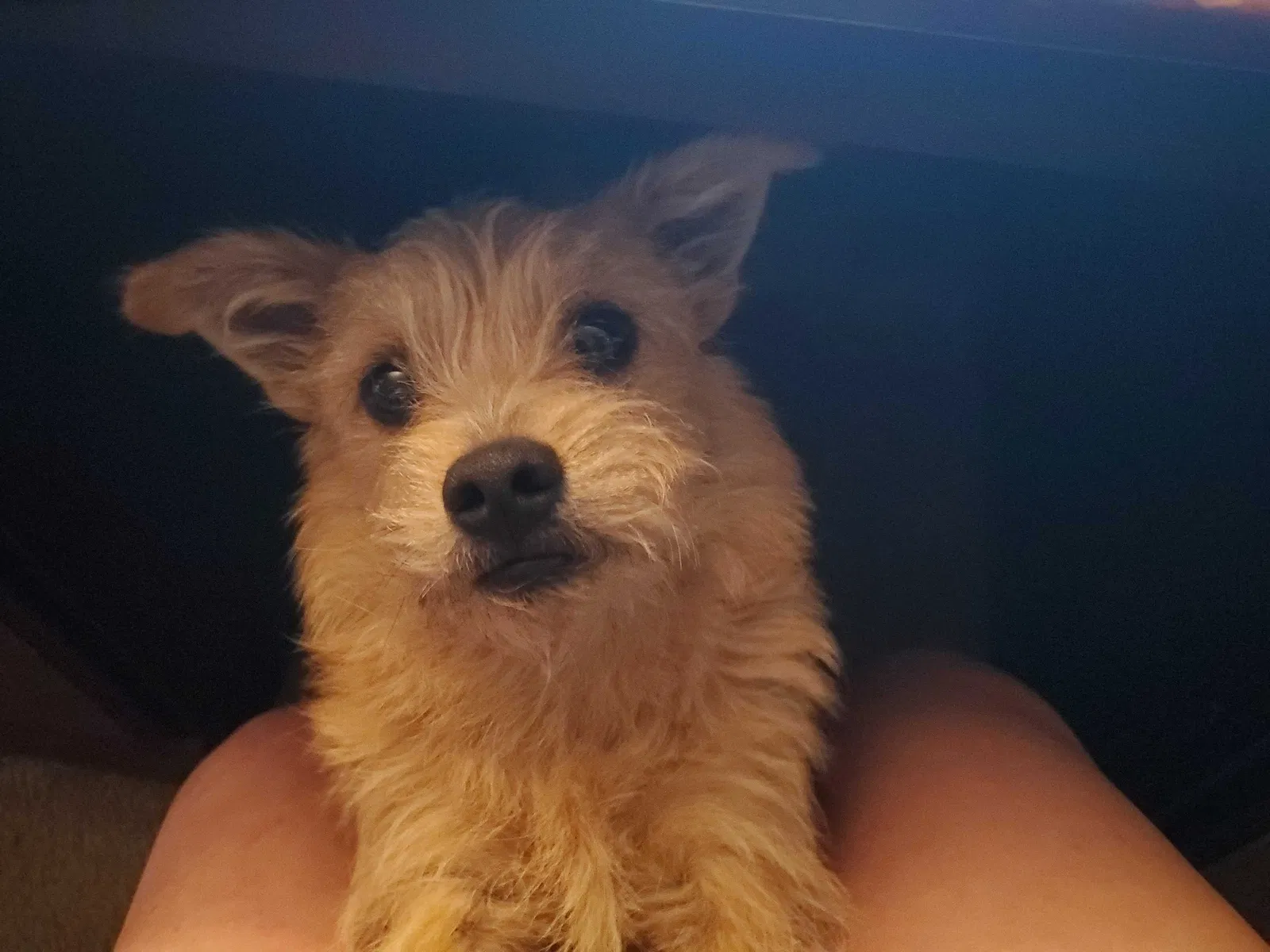Lost dog in Corsicana, TX, 75109