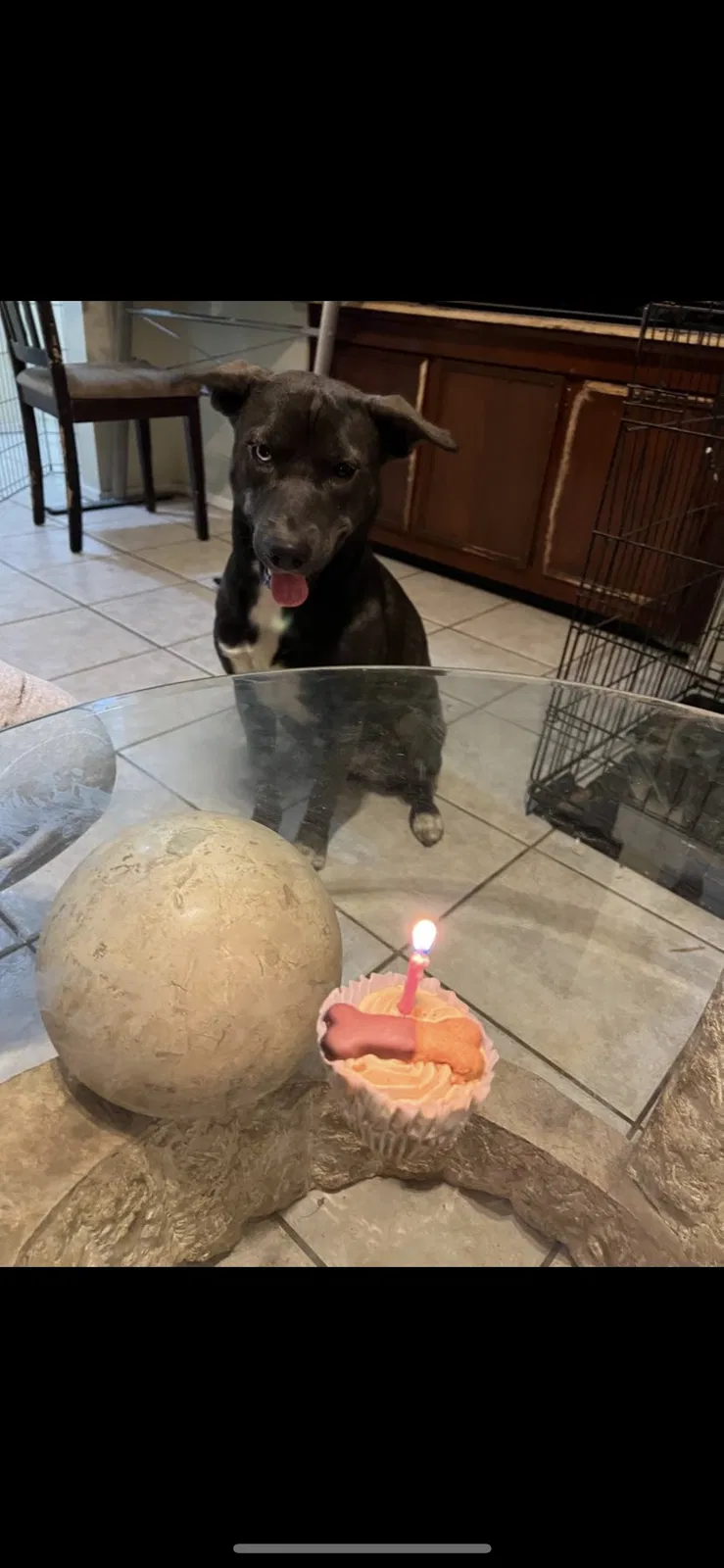 Lost dog in Houston, TX, 77041