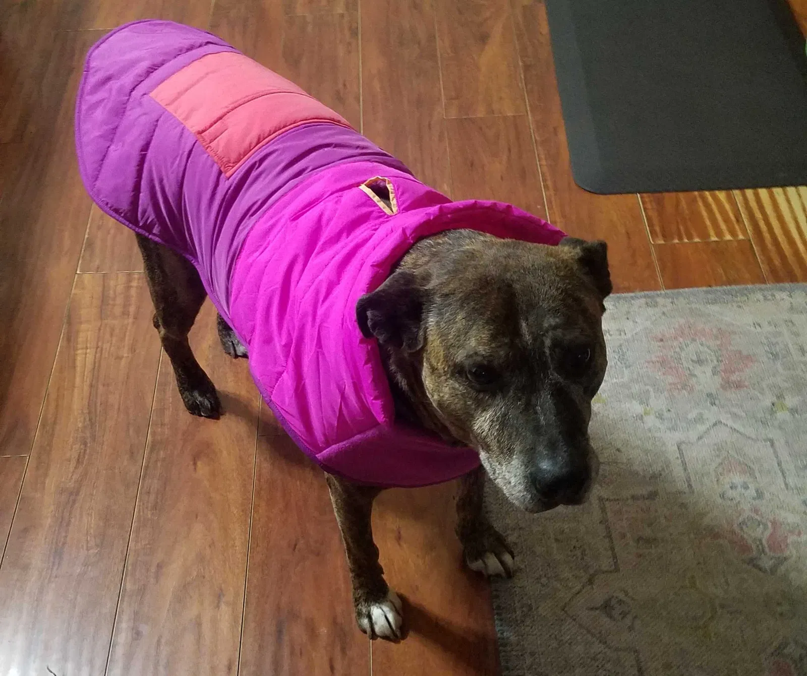 Lost dog in Sacramento, CA, 95838