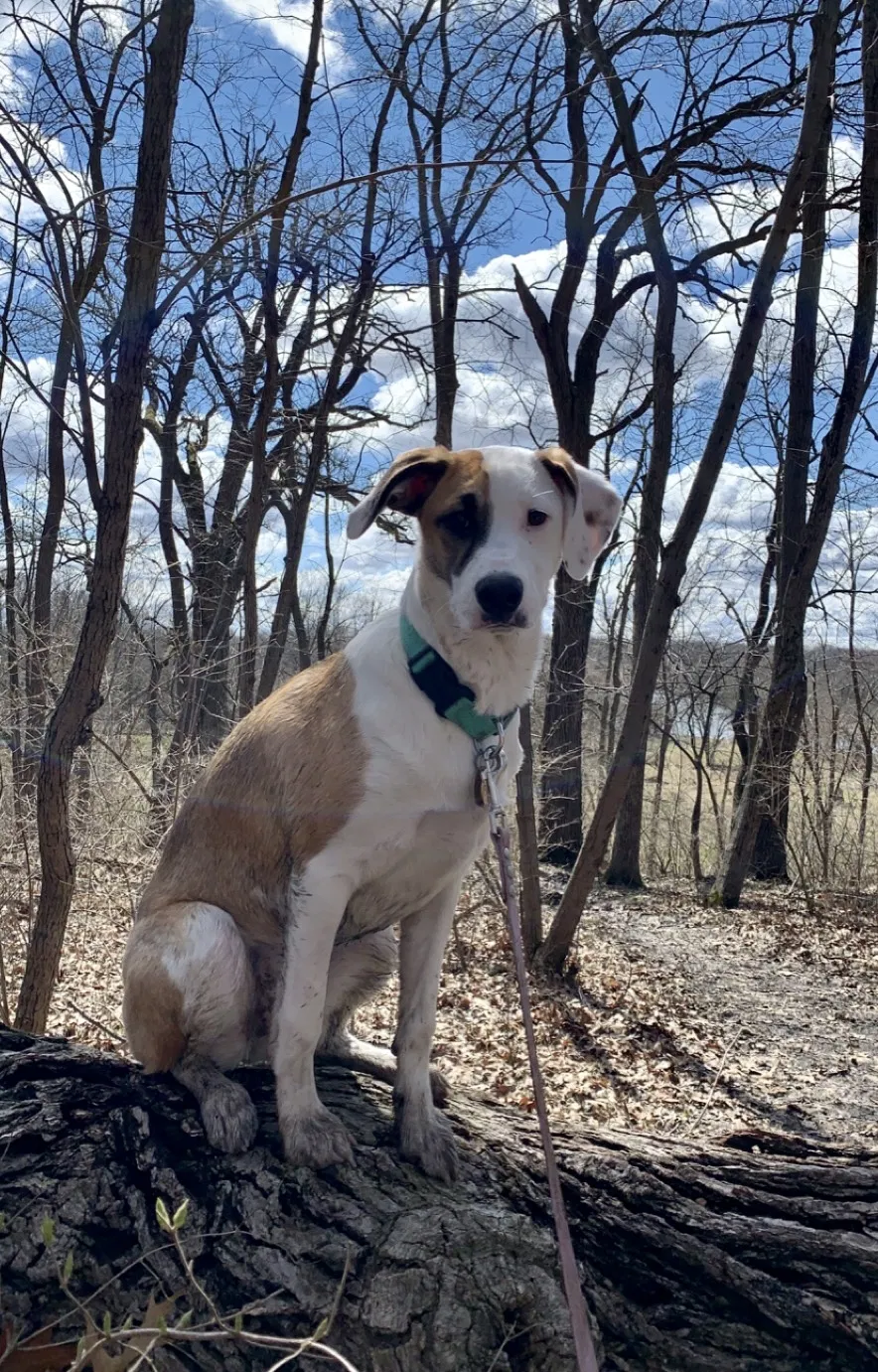 Lost dog in Shorewood, IL, 60404