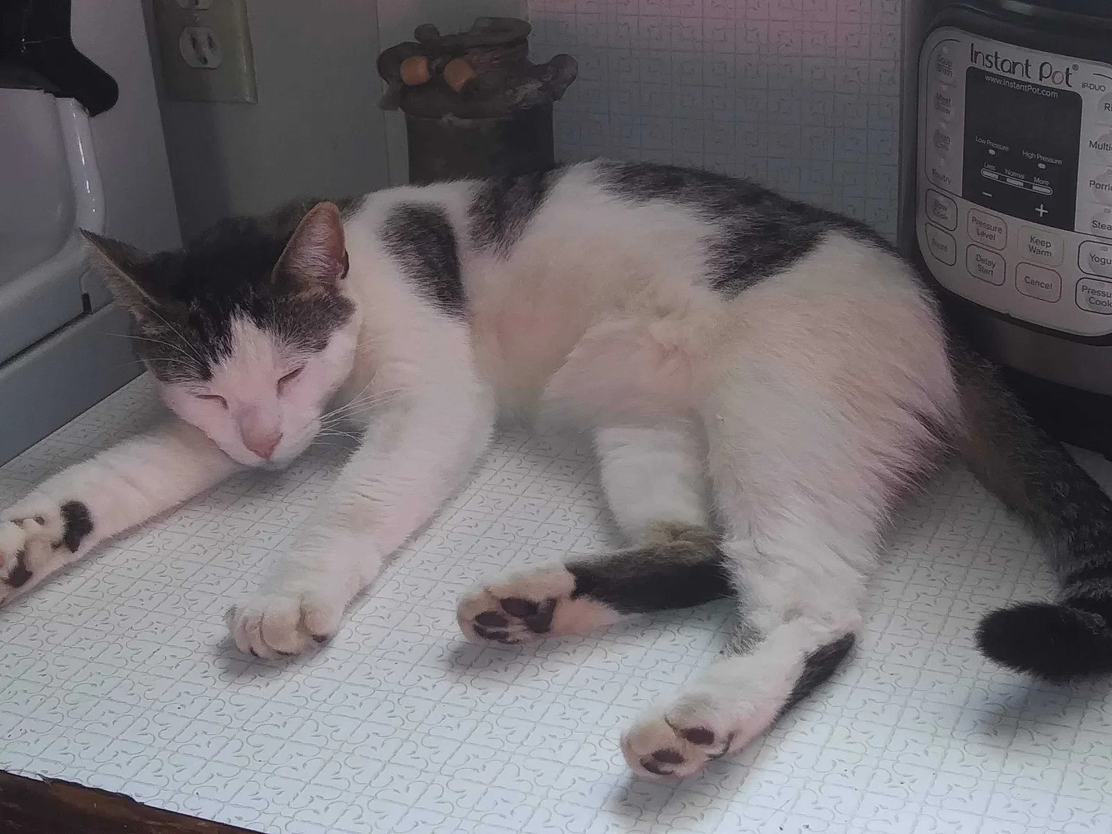 Lost cat in Toledo, OH, 43605