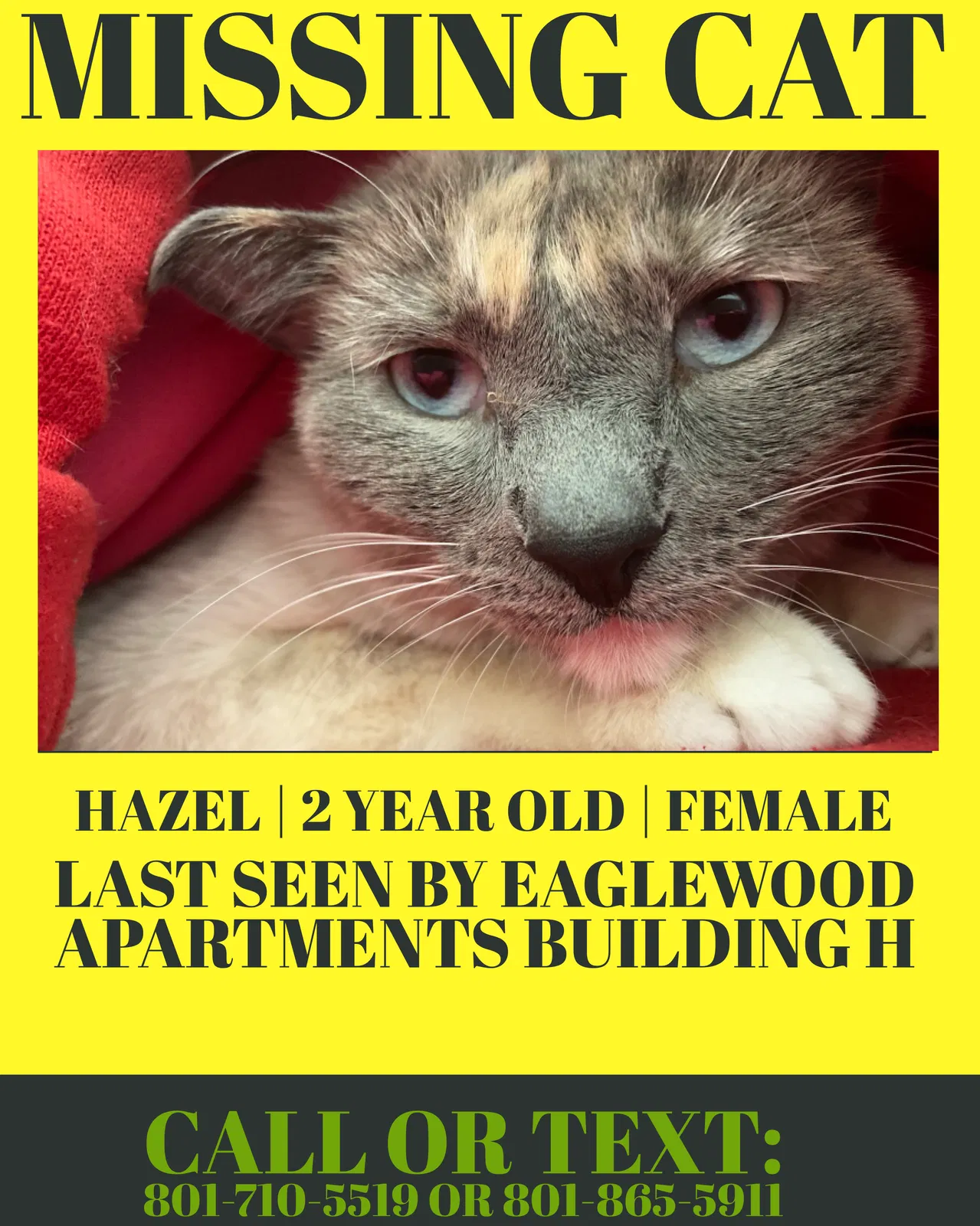 Lost cat in North Salt Lake, UT, 84054