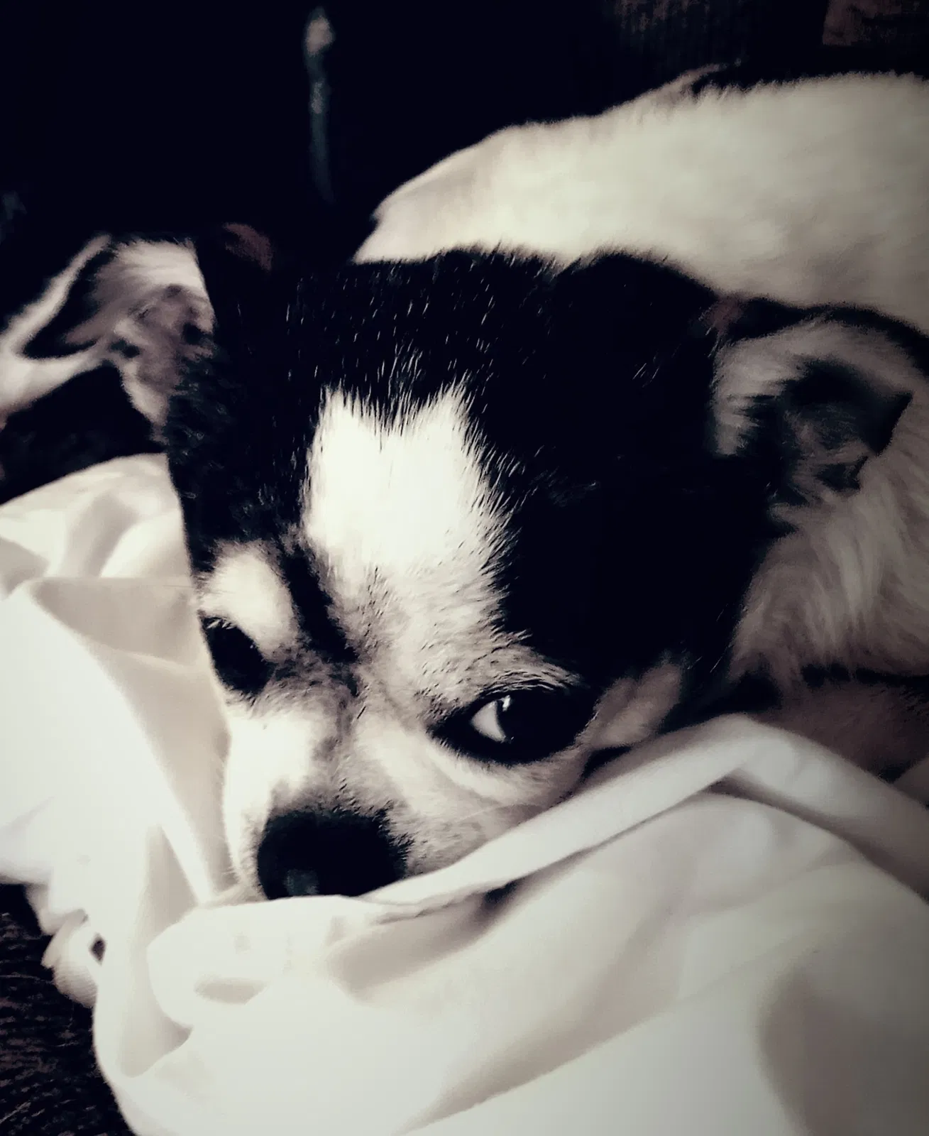 Lost dog in Carrollton, GA, 30116