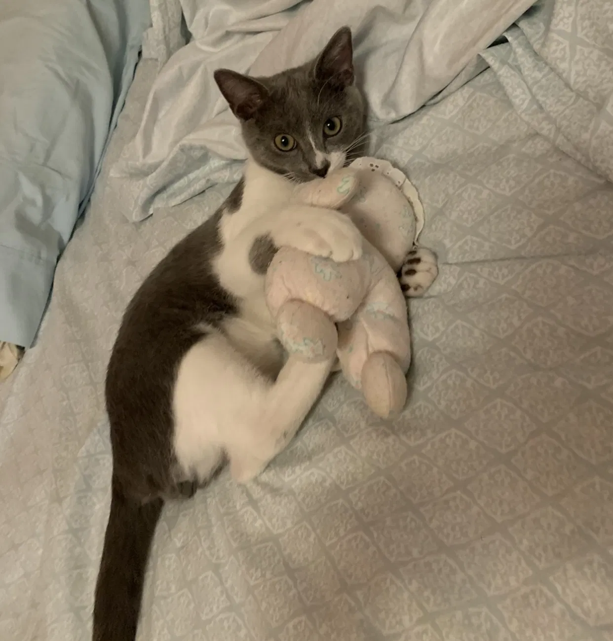 Lost cat in Lake Worth, FL, 33467