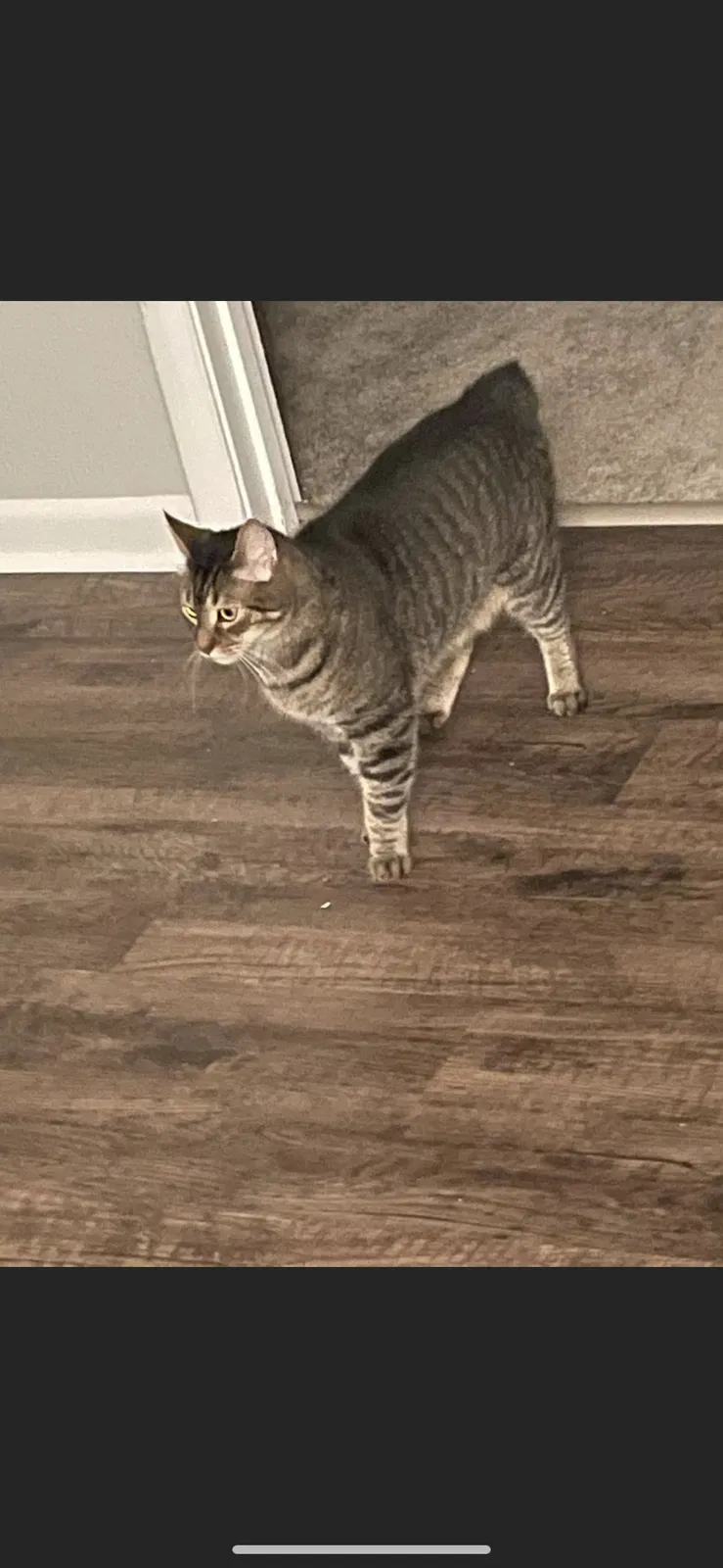 Lost cat in Daytona Beach, FL, 32114