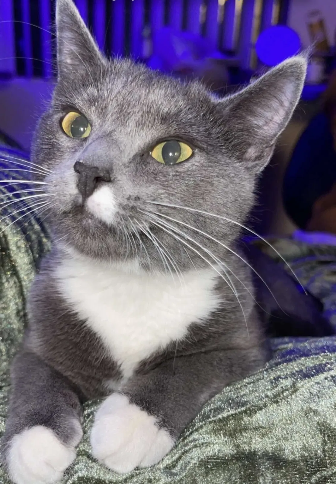 Lost cat in Las Vegas, NV, 89102
