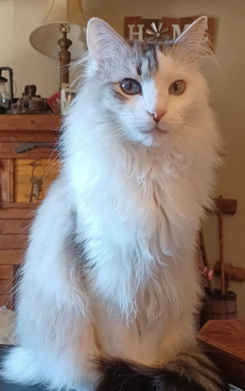 Lost cat in Lewisville, TX, 75057
