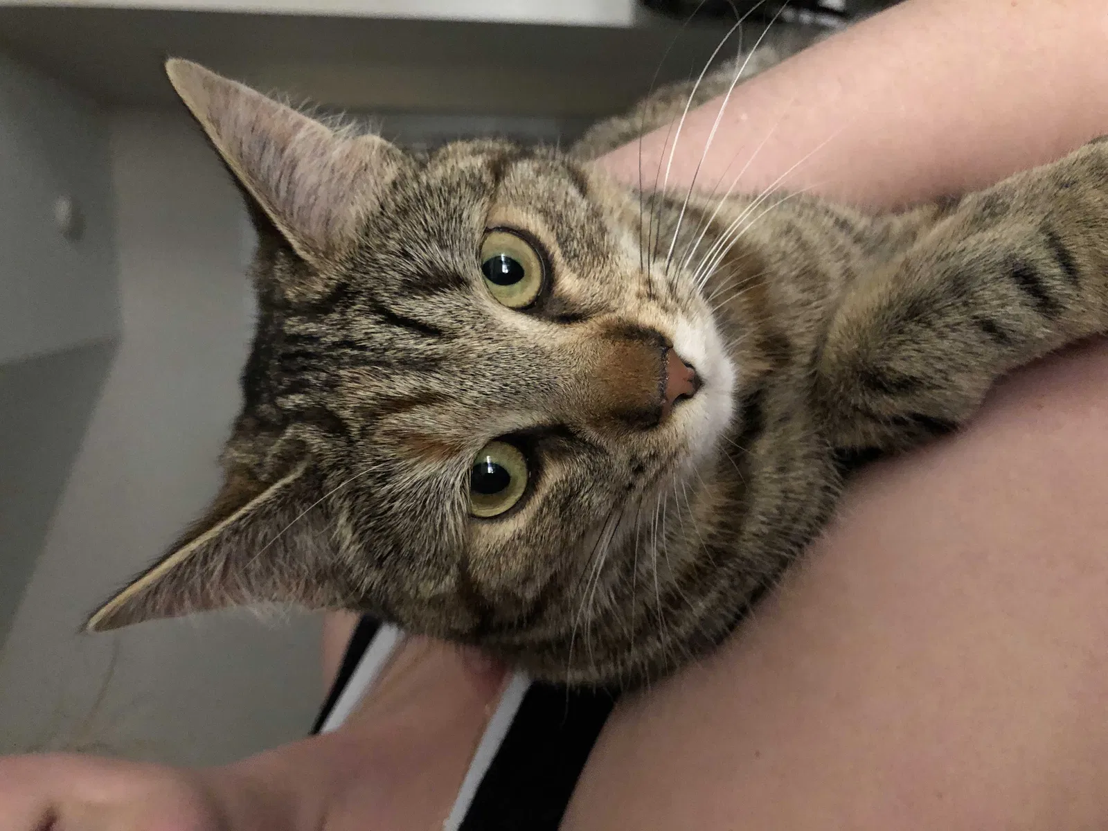 Lost cat in Londonderry, NH, 3053