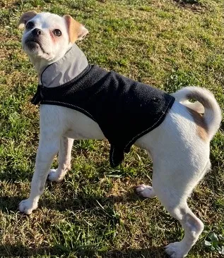 Lost dog in Thousand Palms, CA, 92276