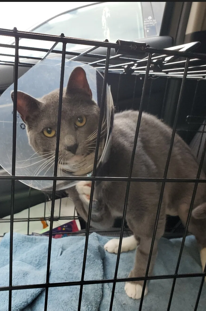 Lost cat in Conroe, TX, 77384