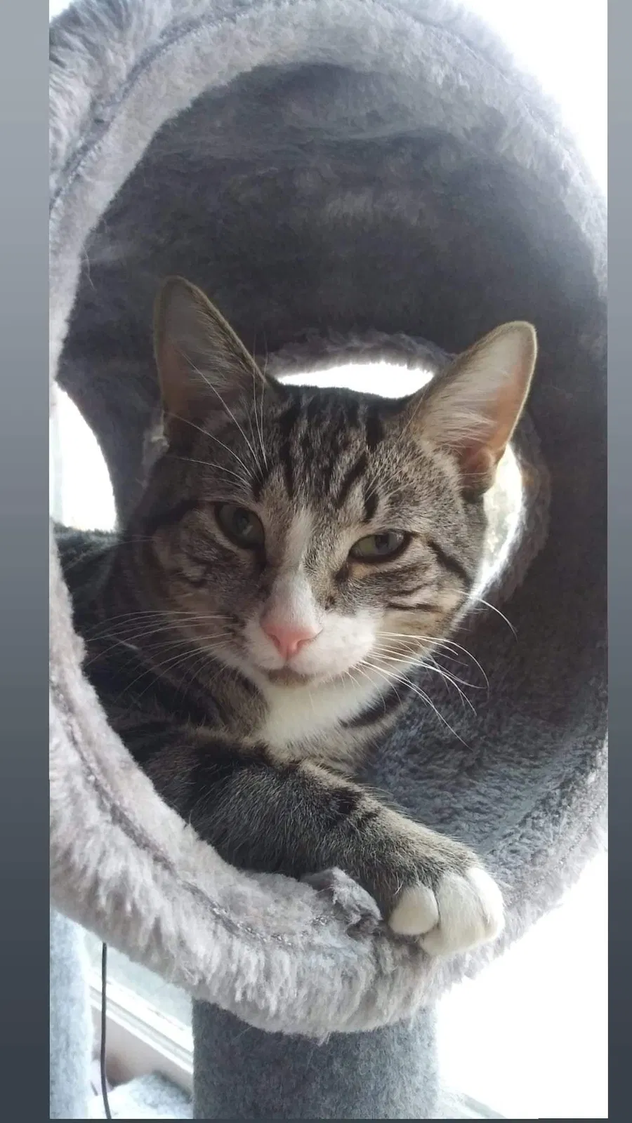 Lost cat in Hanover, PA, 17331