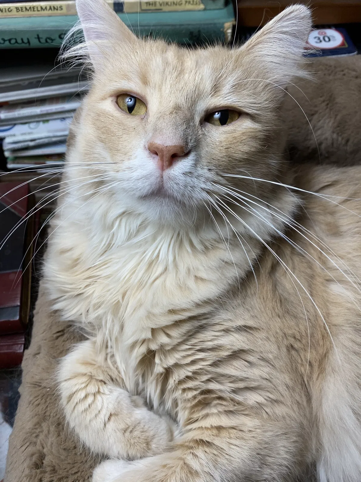Lost cat in North Little Rock, AR, 72116