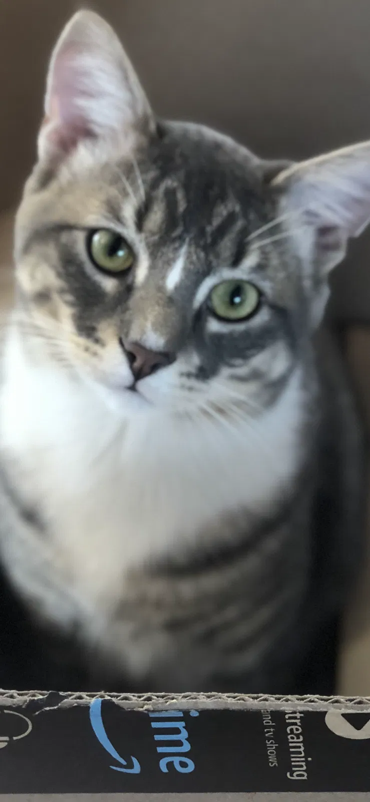 Lost cat in Spokane, WA, 99223