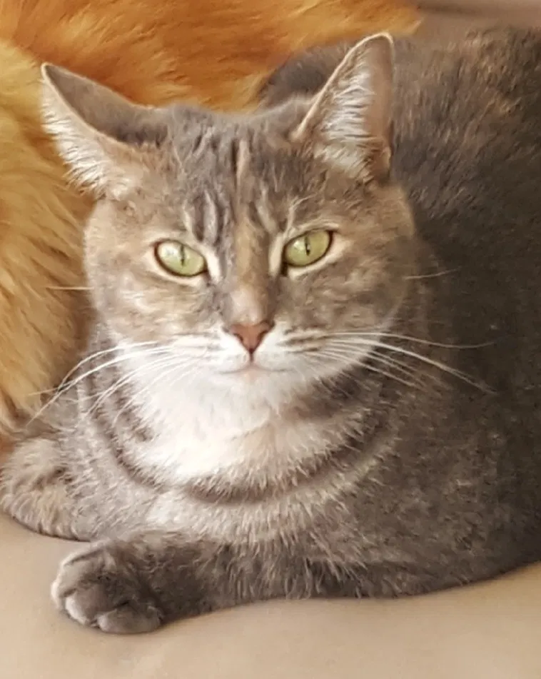 Lost cat in Roswell, GA, 30075