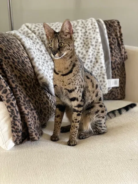 Lost cat in Vancouver, WA, 98686