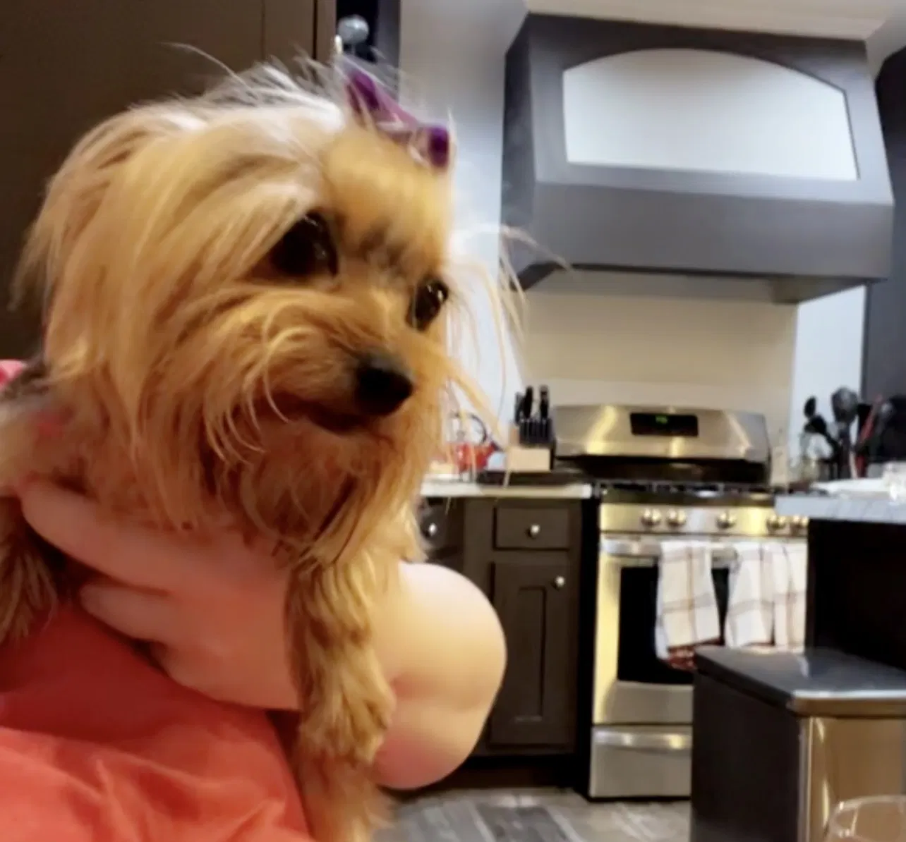 Lost dog in Knoxville, TN, 37921