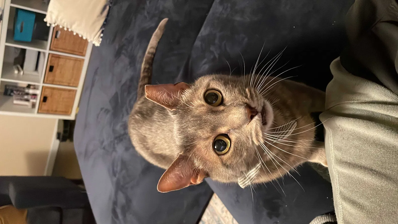 Lost cat in South San Francisco, CA, 94080