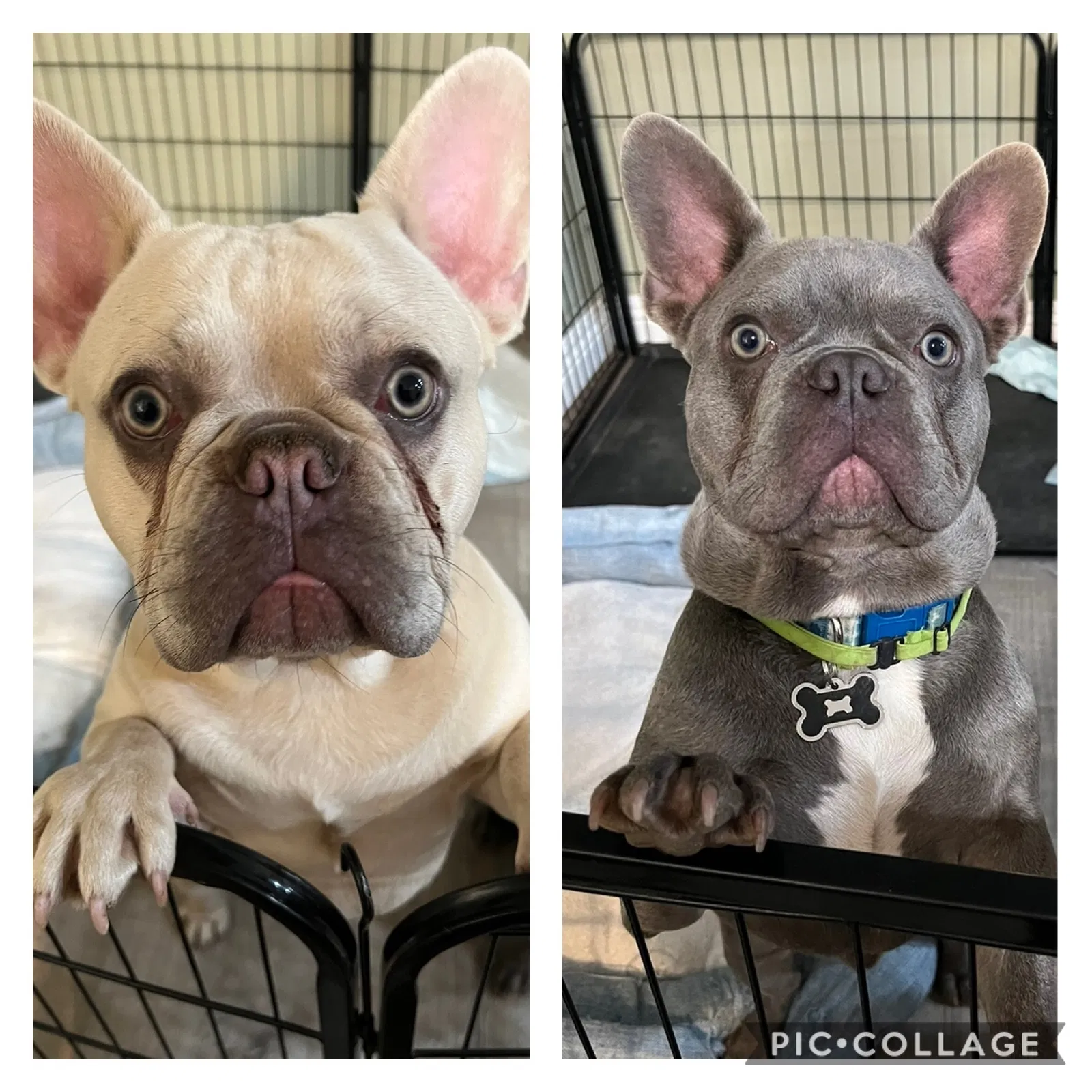 Lost dog in Los Angeles, CA, 90022