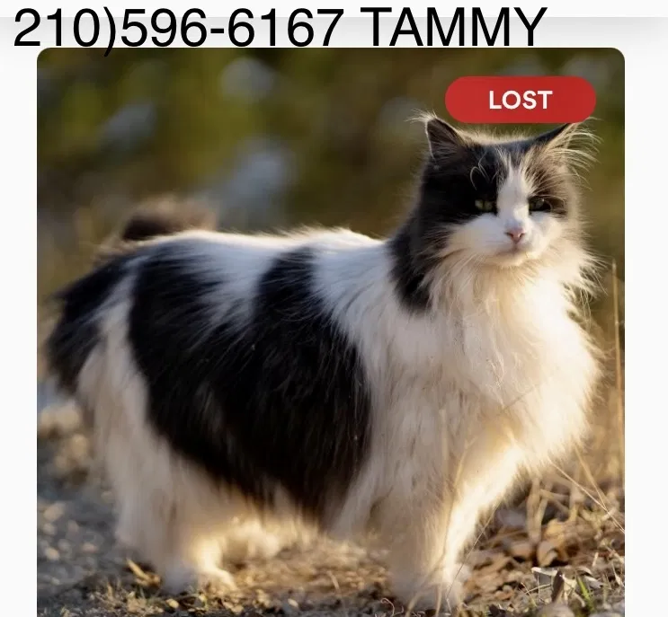 Lost cat in Boerne, TX, 78006