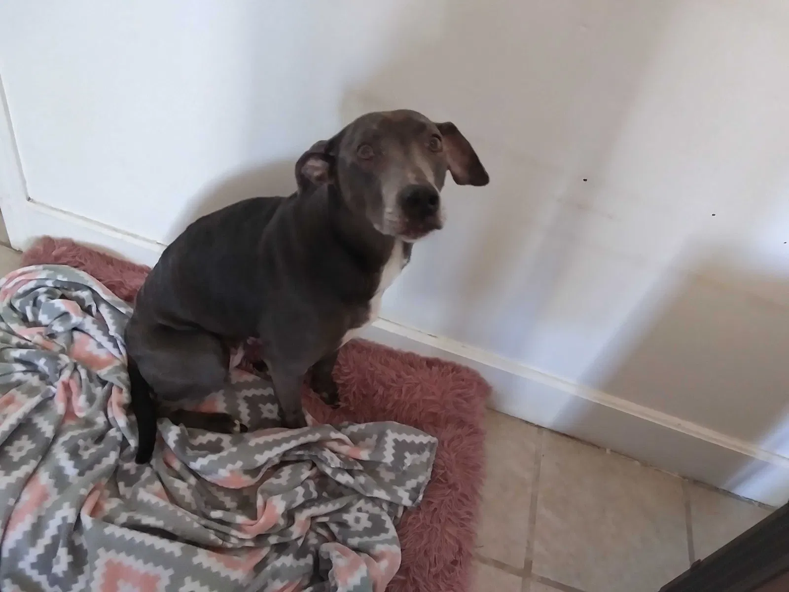 Lost dog in Guyton, GA, 31312