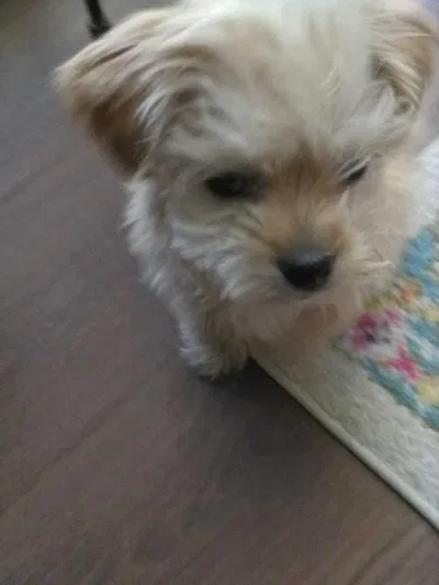 Lost dog in Saint Paul, MN, 55114