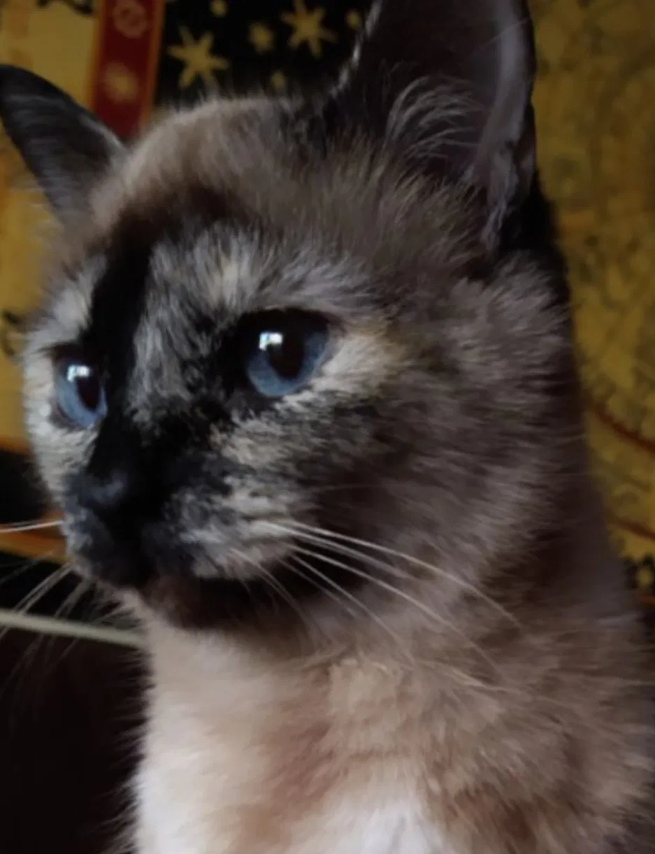 Lost cat in Edmonds, WA, 98026