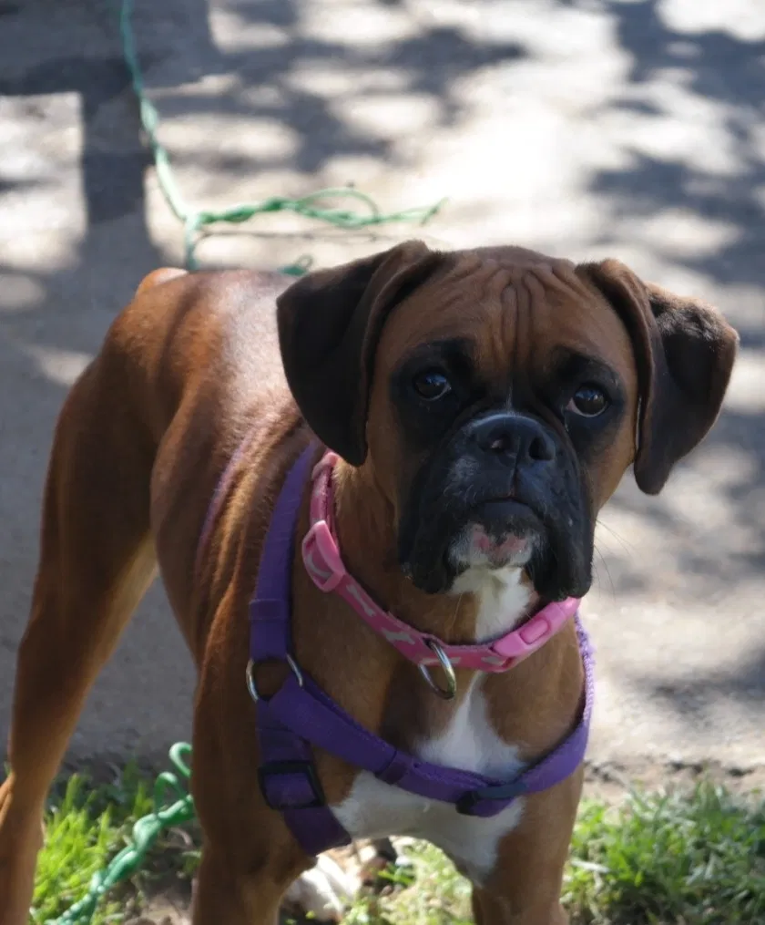 Lost dog in Bakersfield, CA, 93313