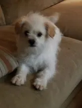 Lost dog in Glendale, AZ, 85304