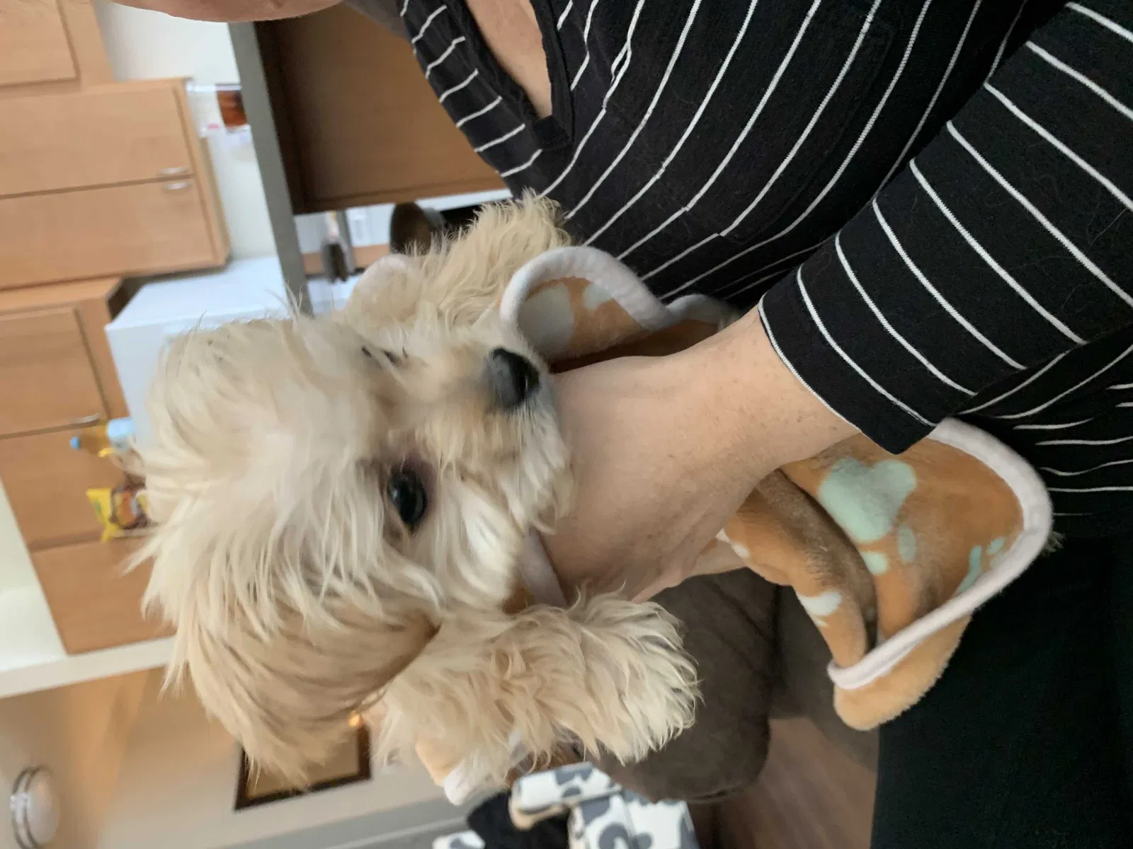 Lost dog in Saint Paul, MN, 55114