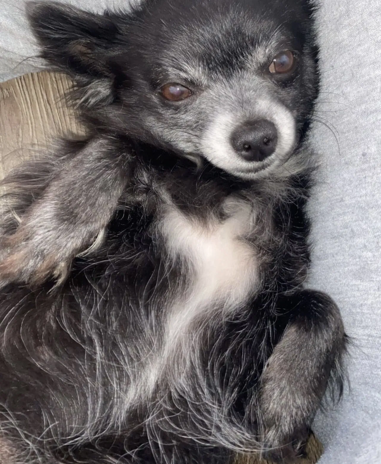 Lost dog in Petersburg, VA, 23803