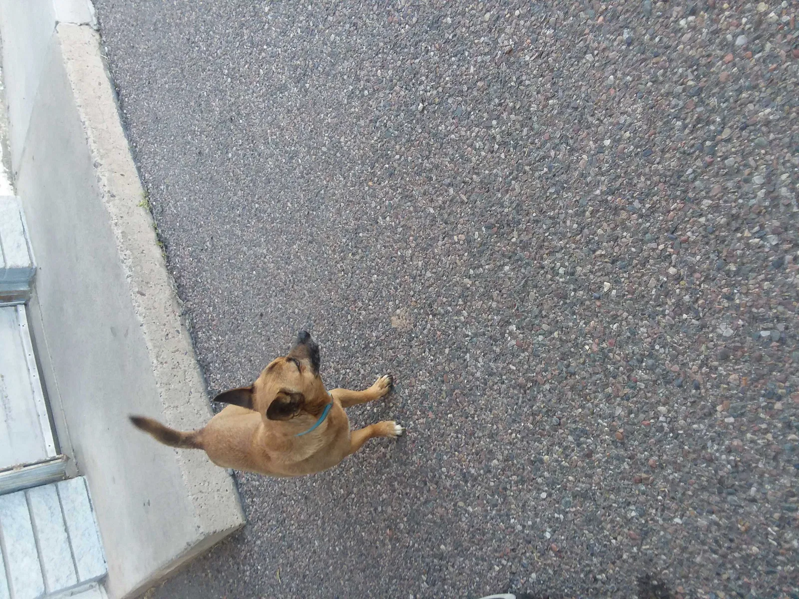 Lost dog in Phoenix, AZ, 85019