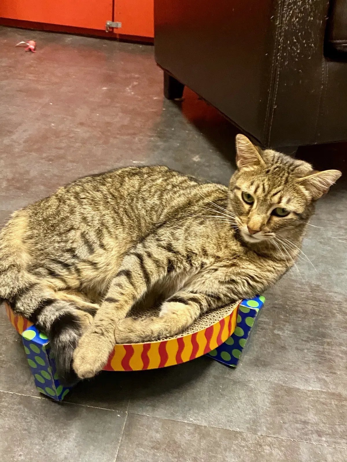 Lost cat in Oakland, CA, 94609