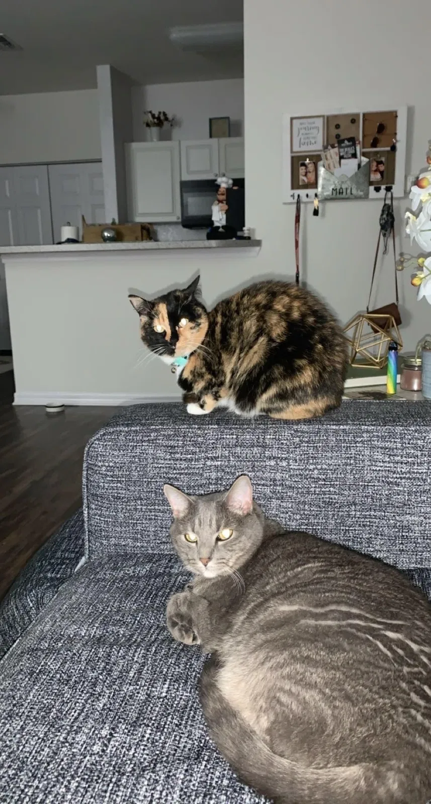 Lost cat in Ocala, FL, 34474