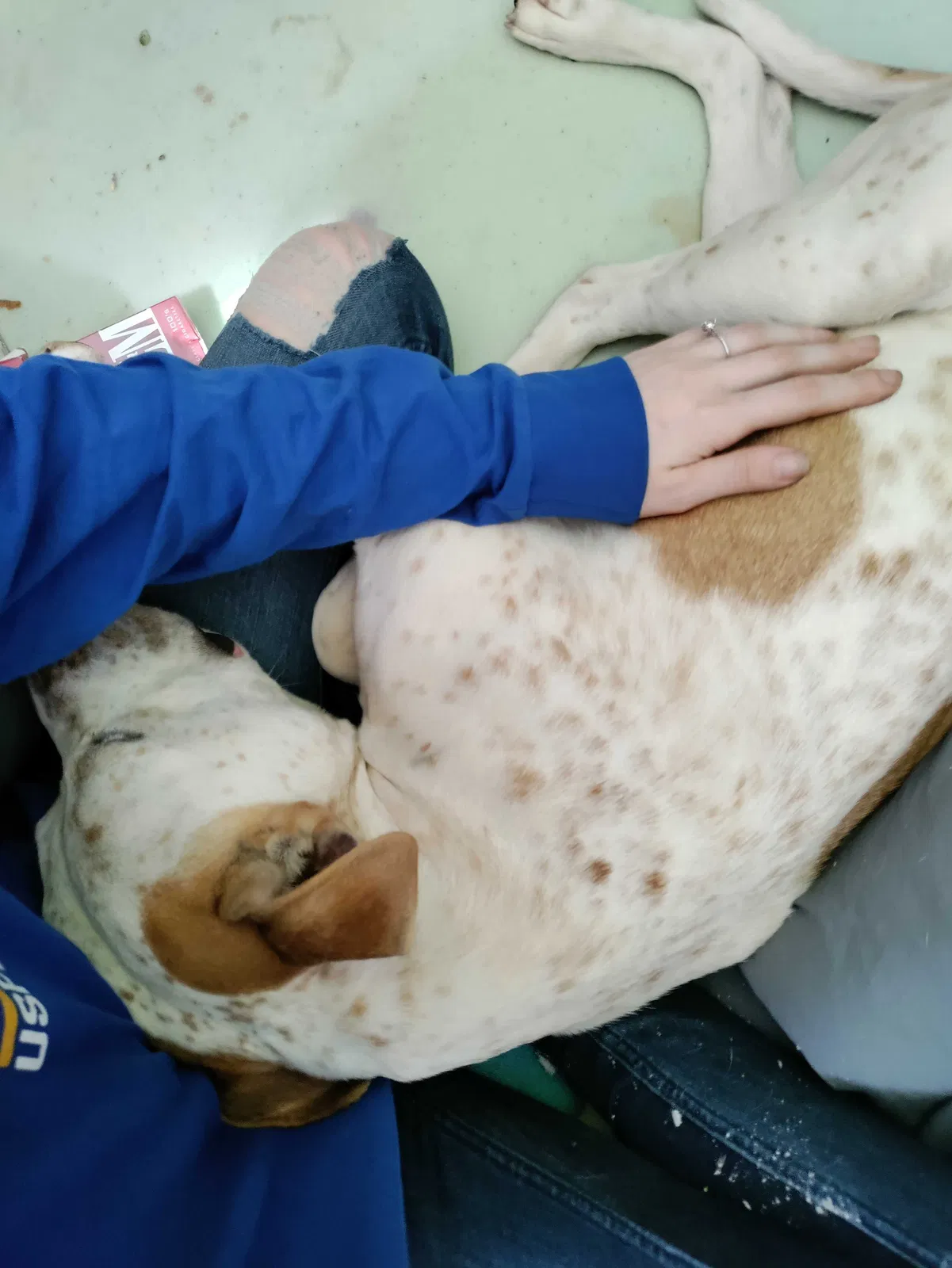 Lost dog in Acworth, GA, 30102