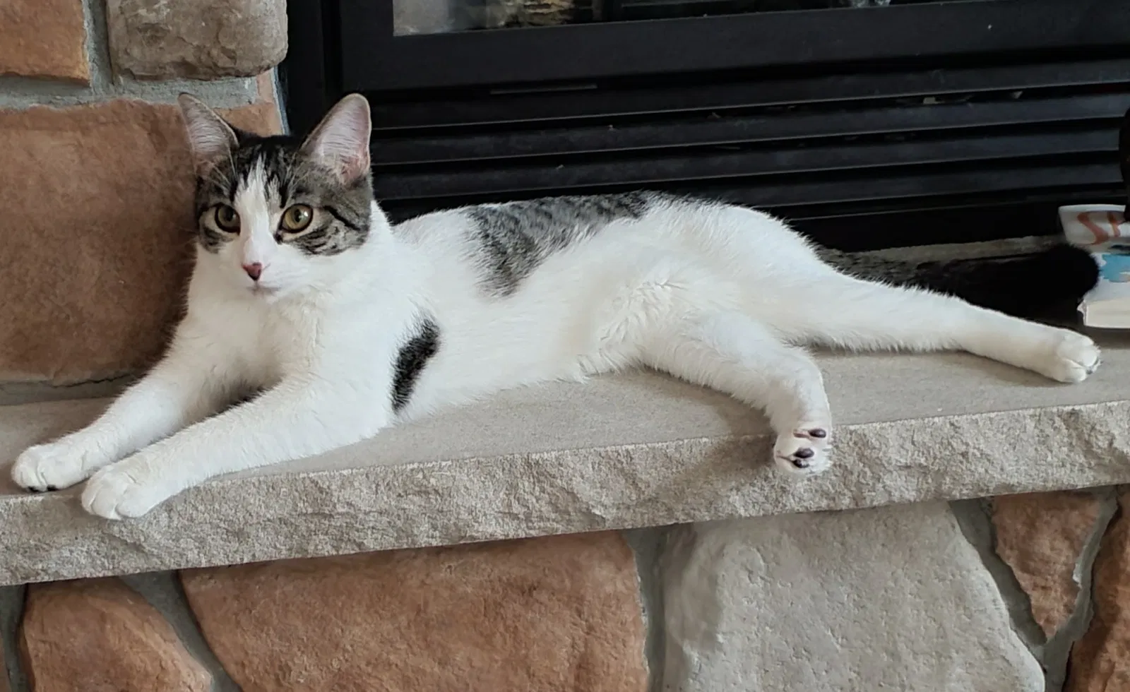 Lost cat in Tobyhanna, PA, 18466