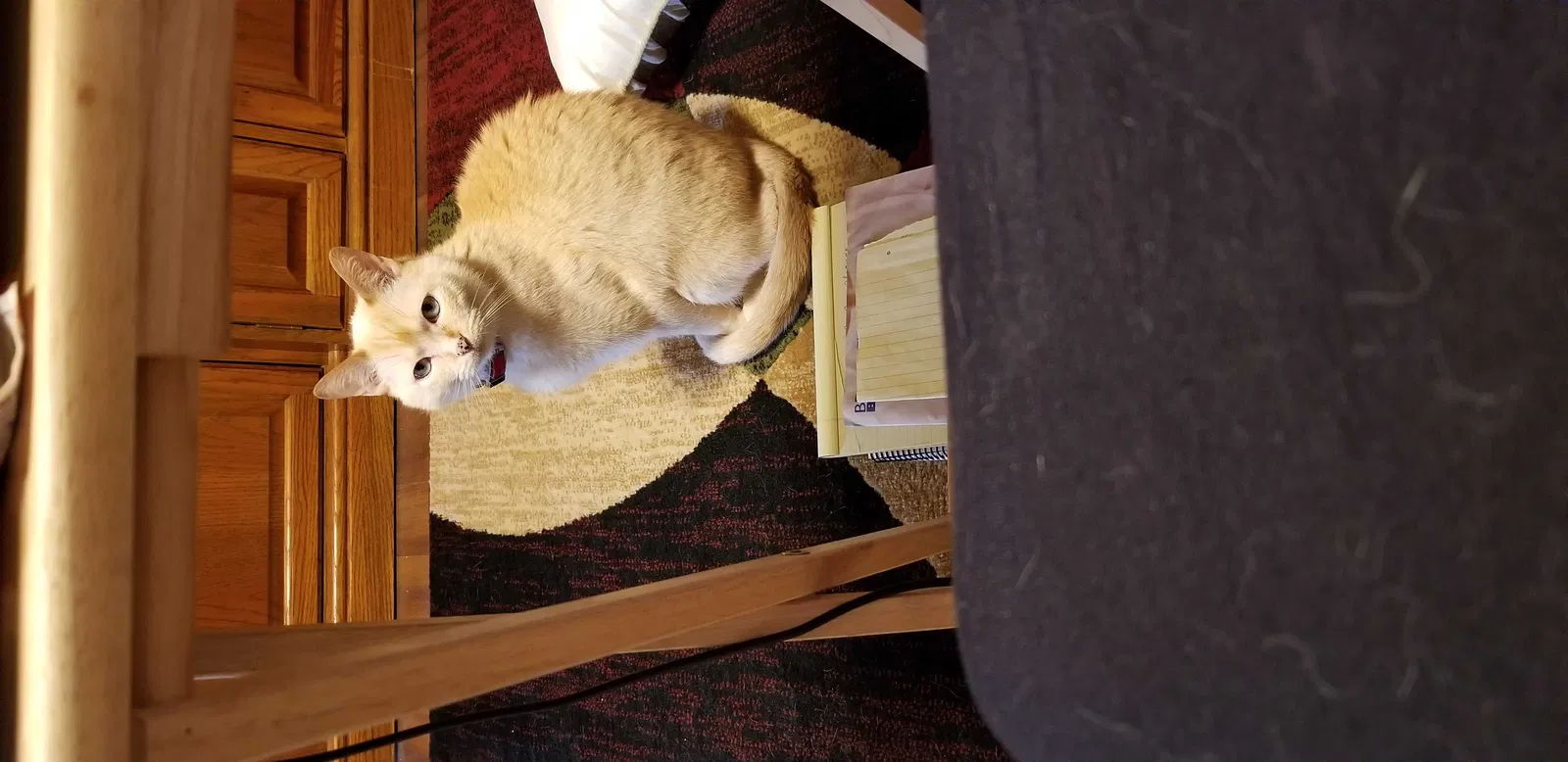Lost cat in Apple Valley, CA, 92307