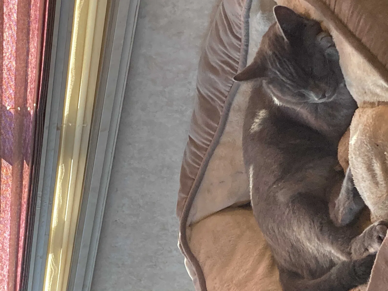 Lost cat in Vallejo, CA, 94589