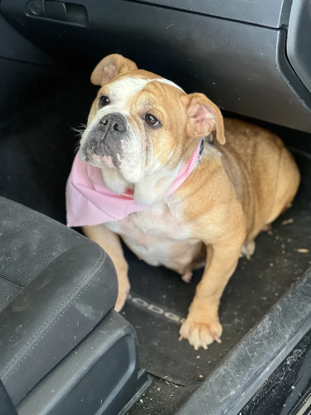 Lost dog in Hudson, NC, 28638