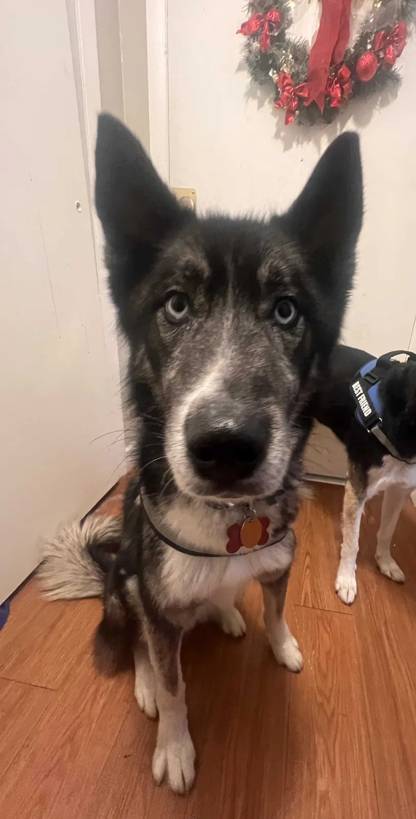 Lost dog in Aurora, CO, 80010