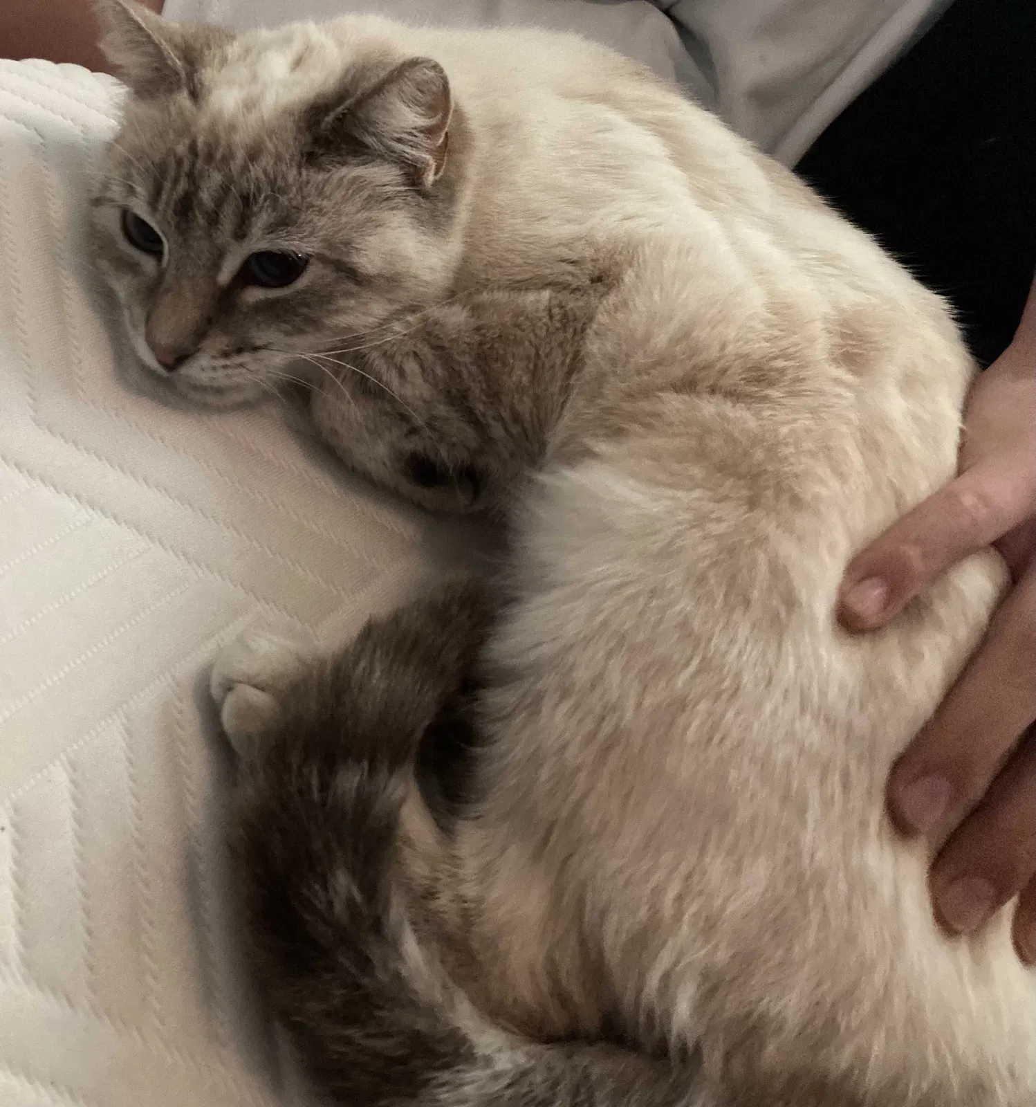 Lost cat in El Dorado, CA, 95623