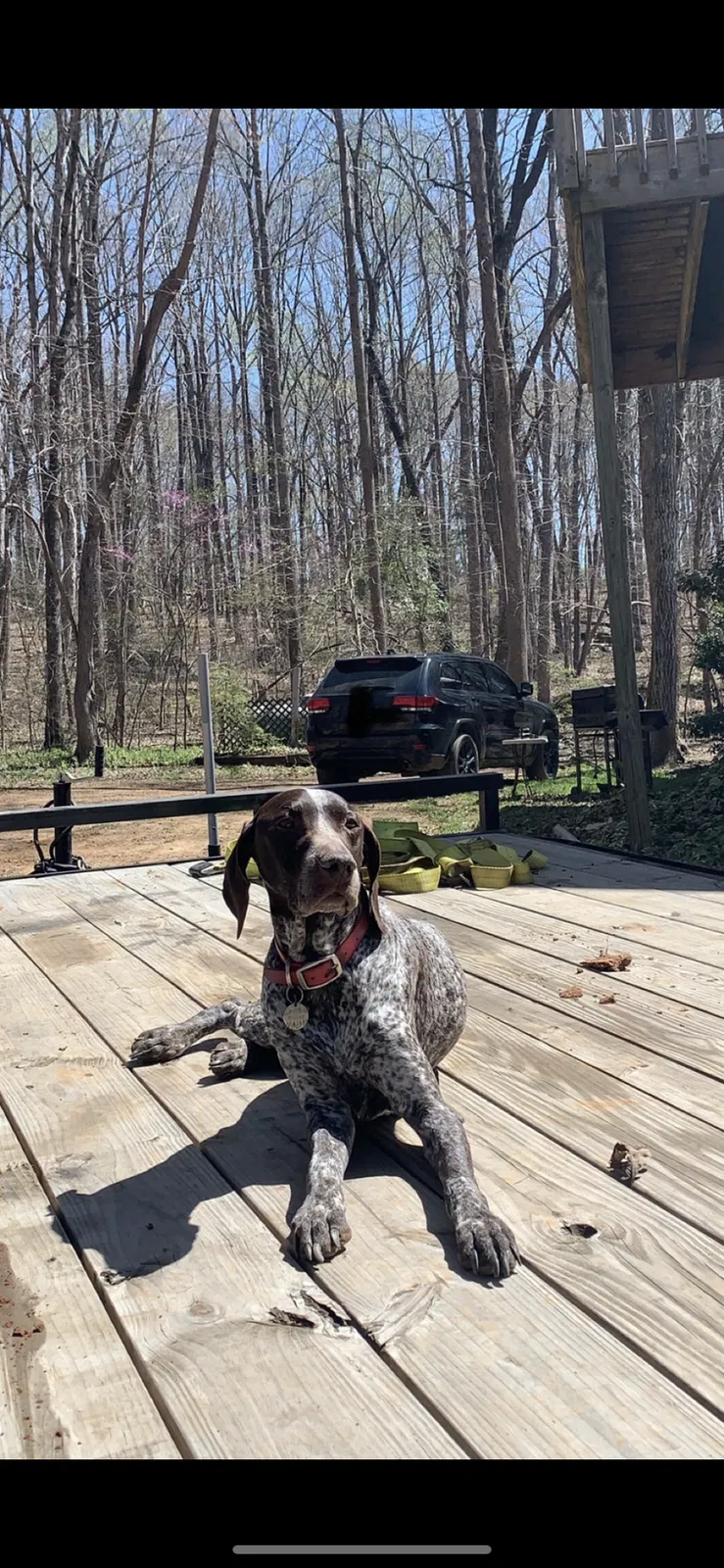 Lost dog in Asheboro, NC, 27205
