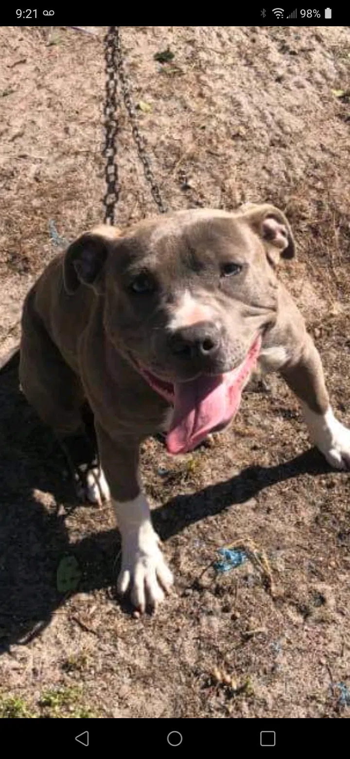 Lost dog in Fayetteville, NC, 28306